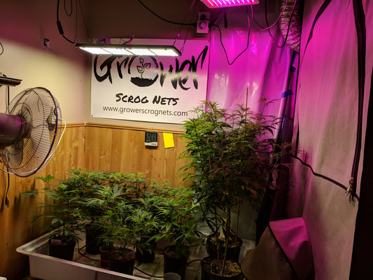 The cost of growing your own cannabis indoors.