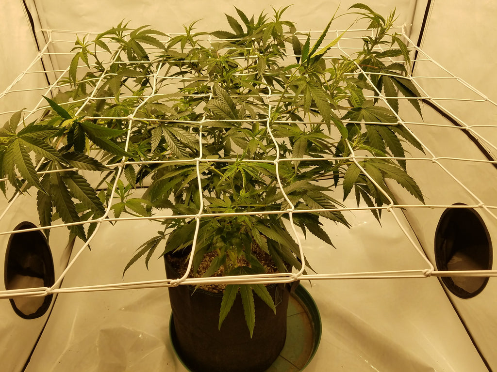 Training your canopy in a grow tent with a scrog net