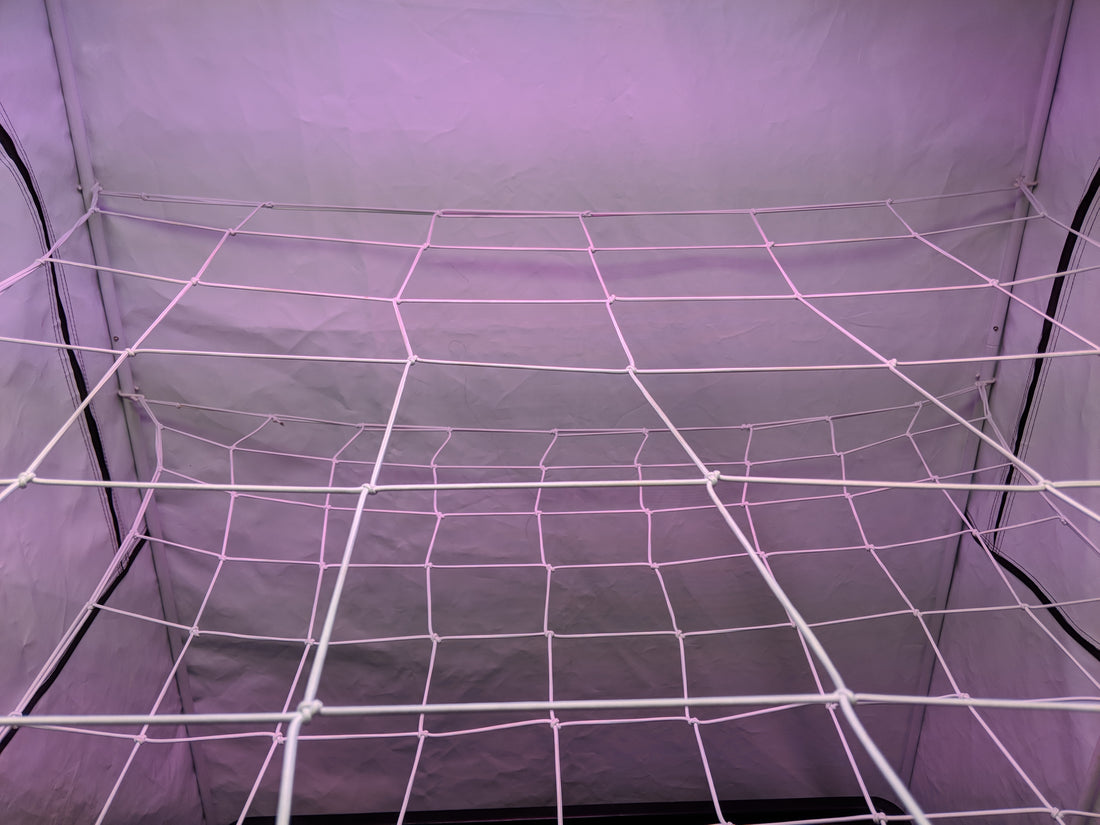 Why I love to use a grow tent scrog net